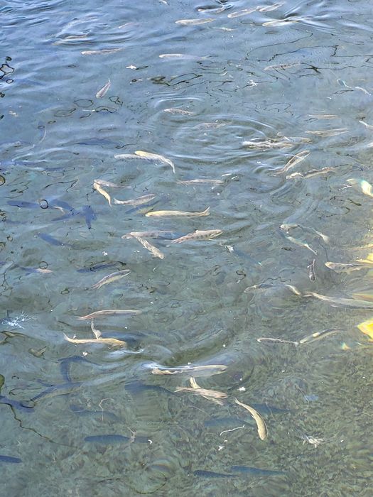 Puiet pastrav curcubeu 10/15 gr