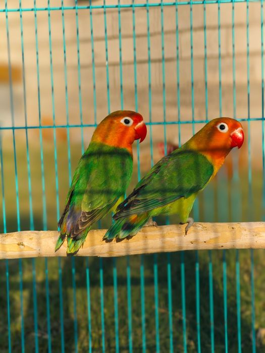 Попугай неразлучники