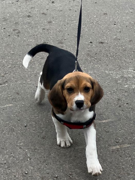 Cățelușă Beagle in vârstă de 3 luni , cauta o casă nouă