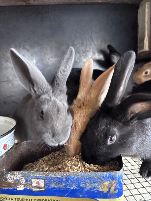 Крольчата 2,5 месяца крупная порода