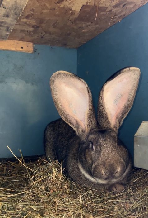 Mascul si Femela Urias German Gri