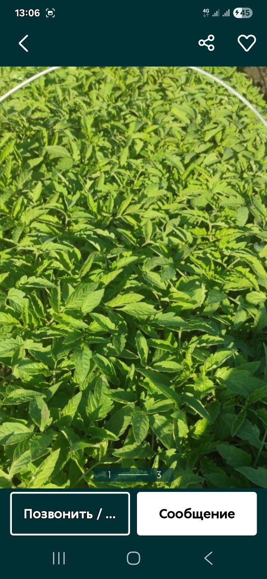 Продам росаду помидоры
