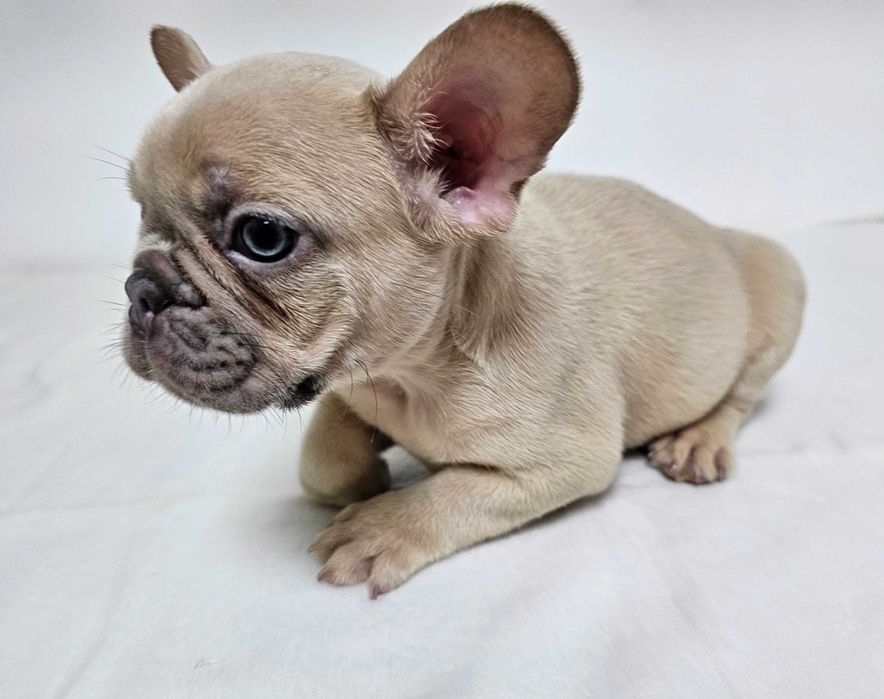 Mascul Bulldog francez