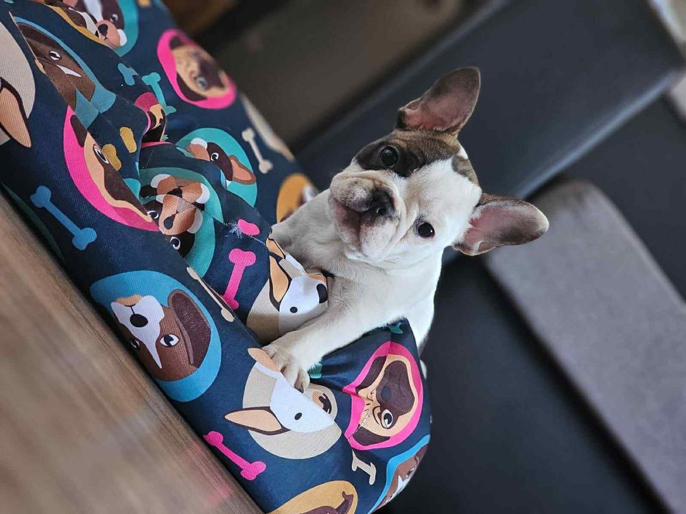 Bulldog francez pui