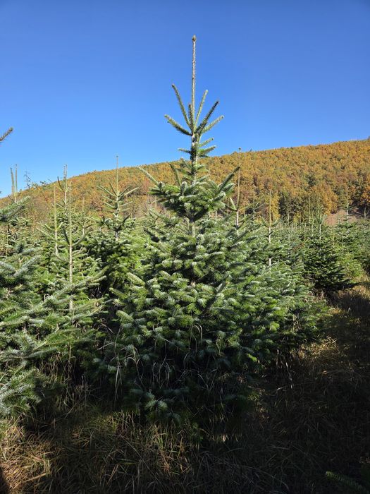 Brazi verzi si arginti de la 1,5 la 4 m