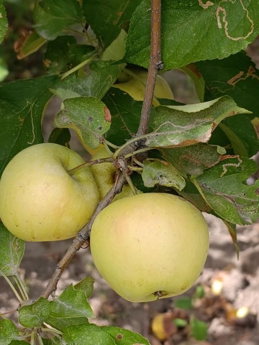 Продам дачу по 7