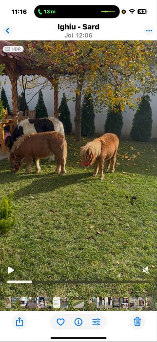 Ponei si poneita de vanzare