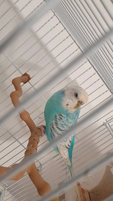 Pereche perusi (specia: pied recesiv/spangle) gata sa faca oua