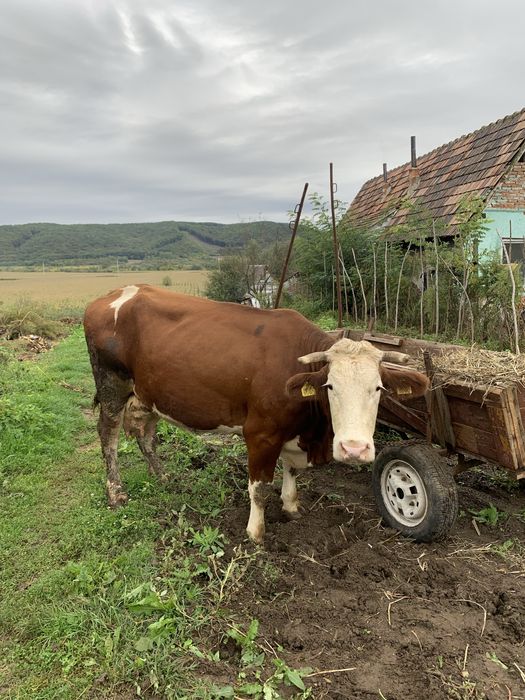 Vand vaca si vitei