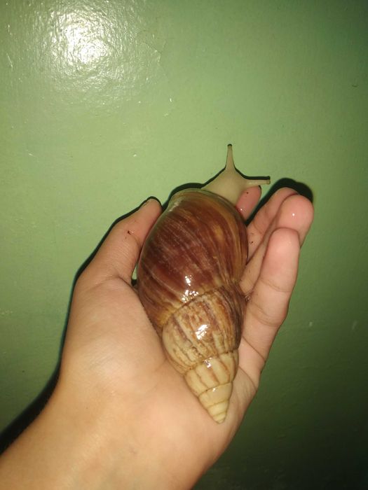 Toshlari ideal ulitka