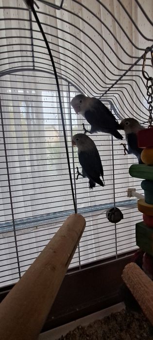 Papagali Agapornis 3