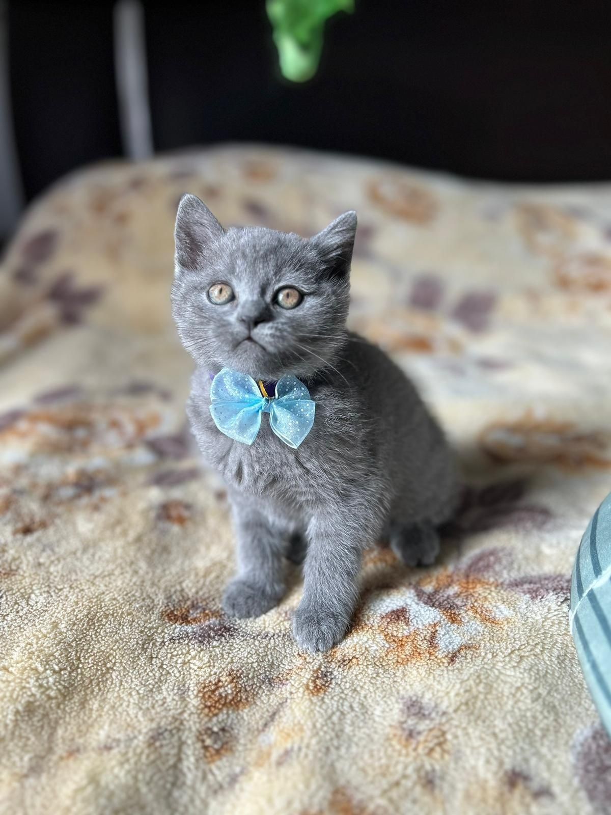 Pisicuțe british shorthair