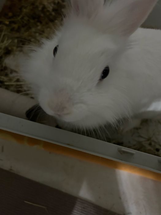 Бял заек “Лъвска глава”