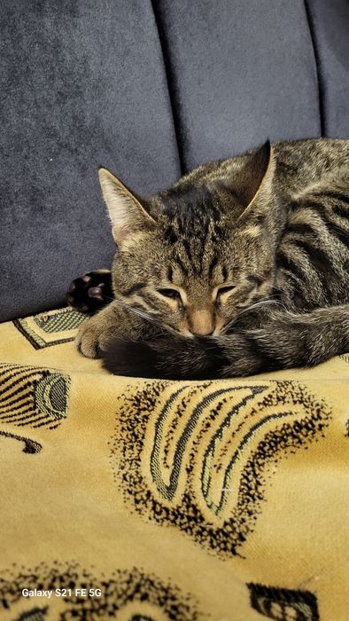 Мысык суйетын,жаксы карай алатын адамдарга табыстаймын