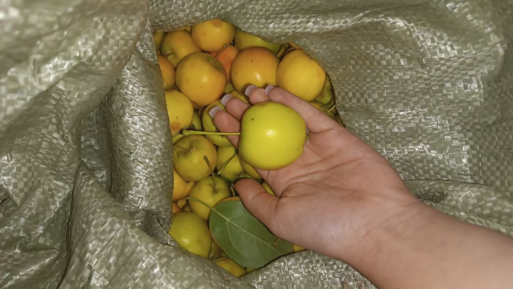 Яблочки Уралочка