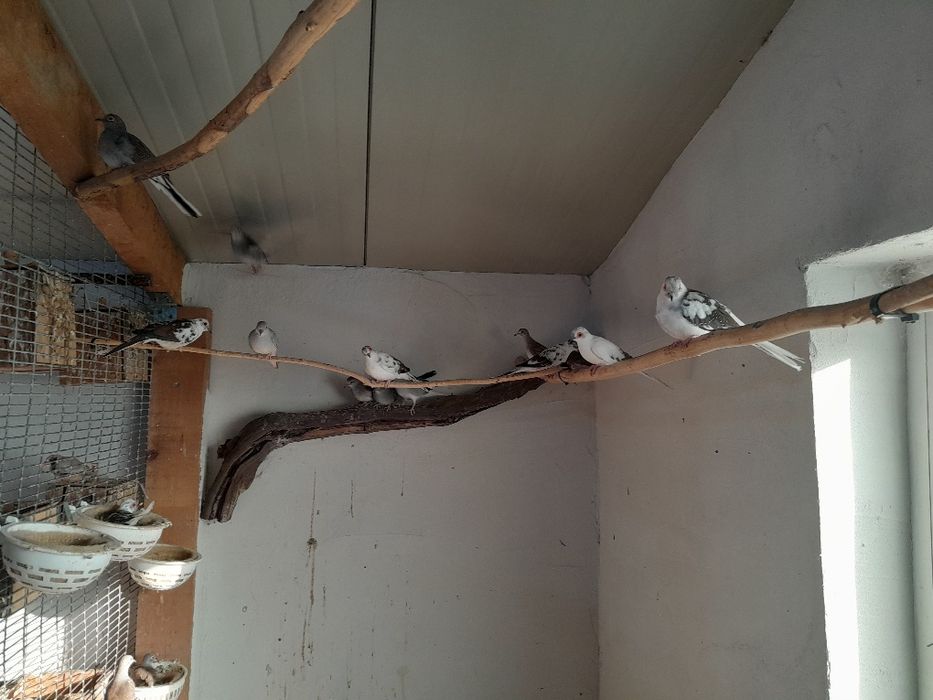 Диамантени гугутки