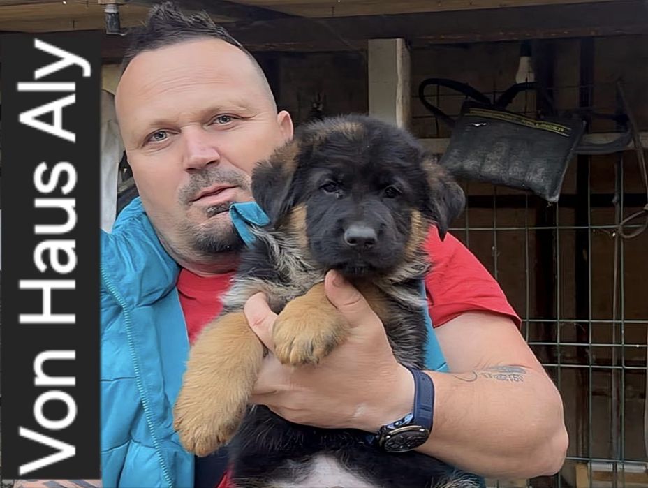 Pui Ciobanesc German - linie de show