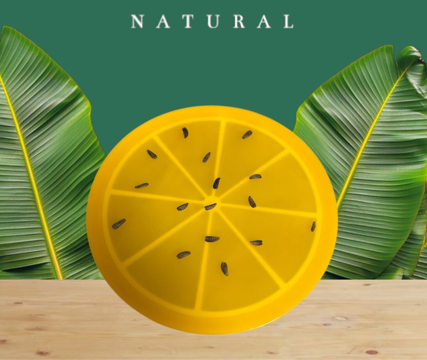 Seminte de brusture BIO pentru plantat cultivat