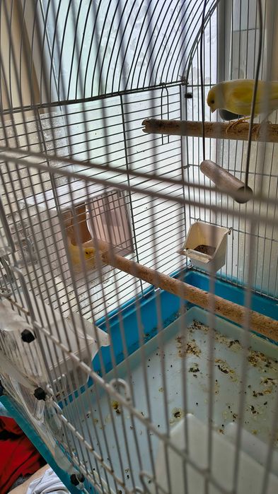 Schimb o pereche de canari