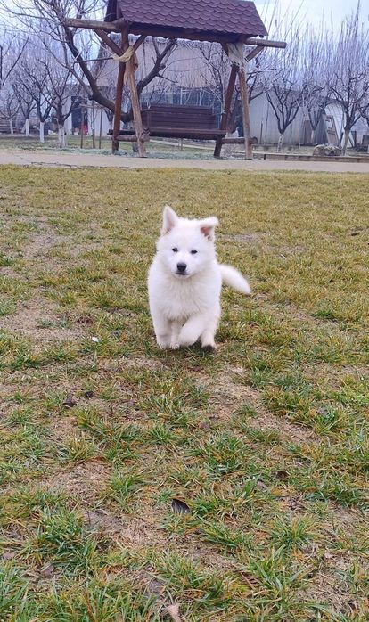 Ciobanesc elvețian (lup alb) - Berger Blanc Suisse