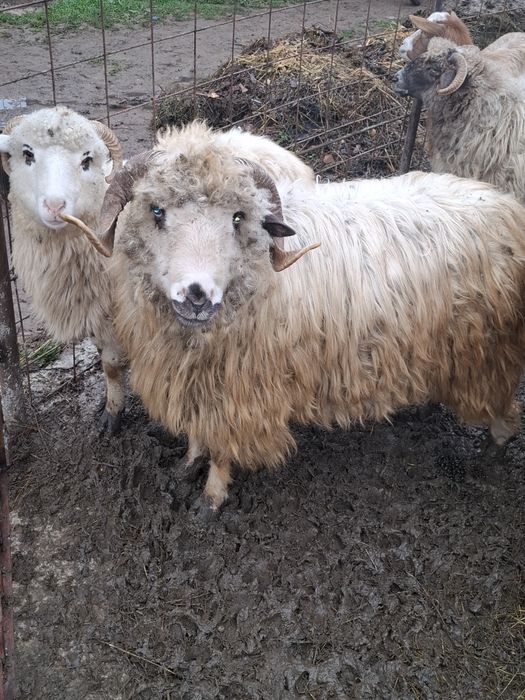 Berbec țurcan stramior de vanzare si 4 berbecuti de anul acesta super