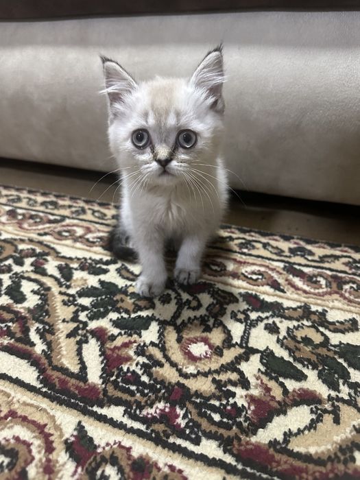 Срочно продам кошка