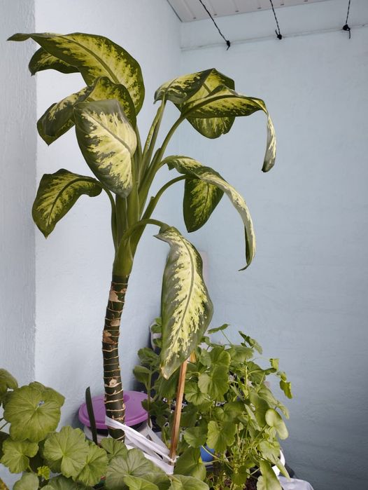 Продам комнатные цветы.