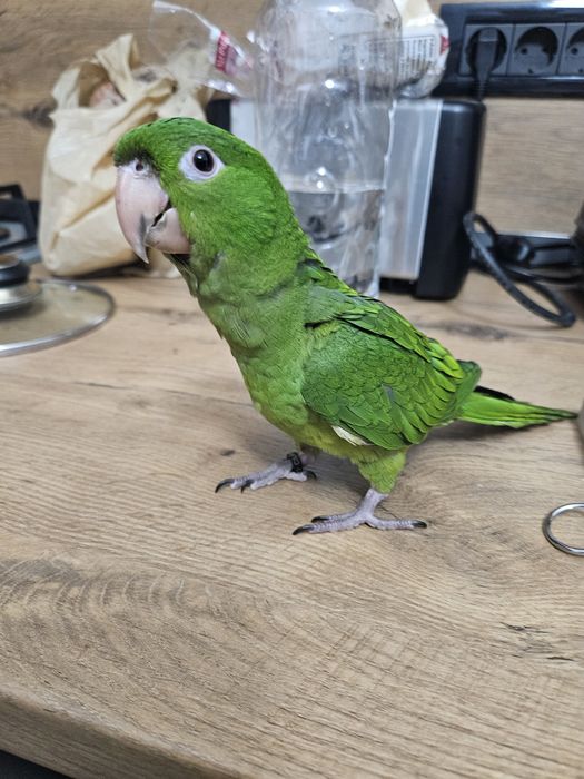 Pui papagal Conur cu Gâtul Roșu / Red Throated Conure