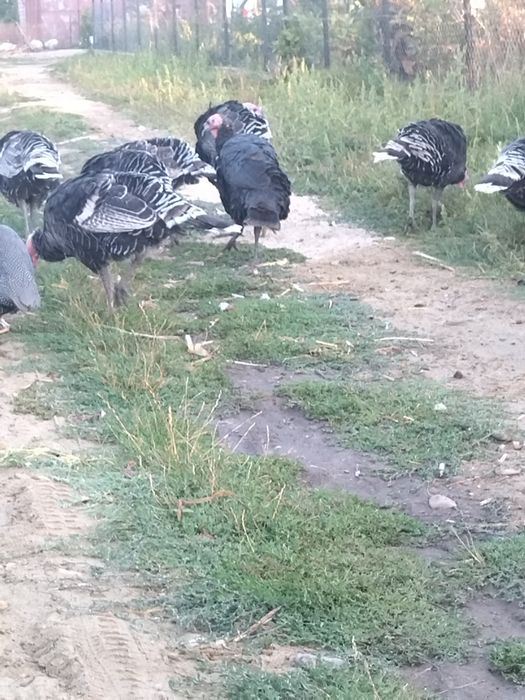 Vând curci de casă 7 luni.