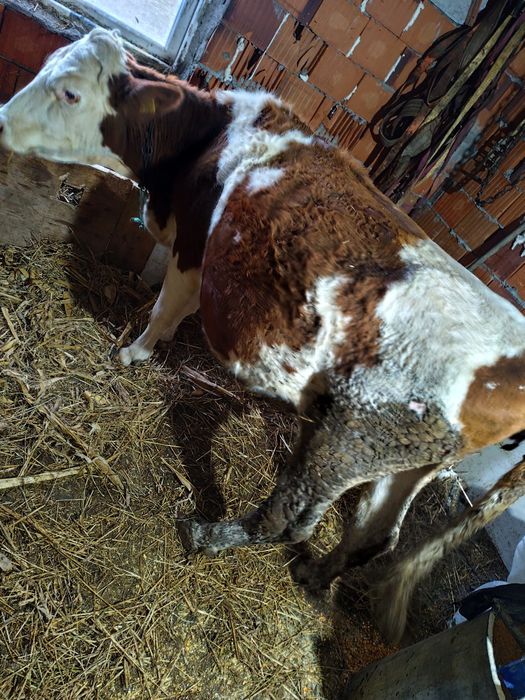 Vaca gestanta 8 luni