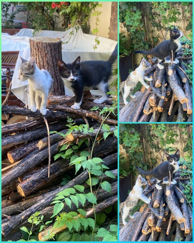 Котята ждут своего человека!
