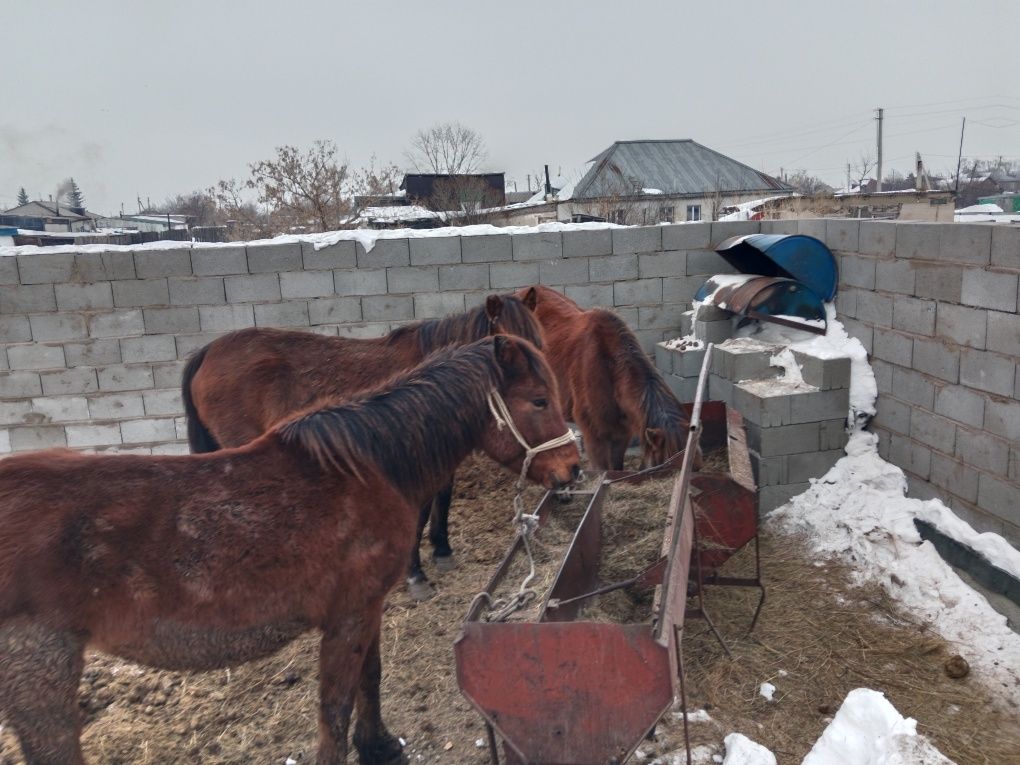 Продам кобыл жеребых 3 головы цена 600000 тысяч молодые 7 лет кобылам