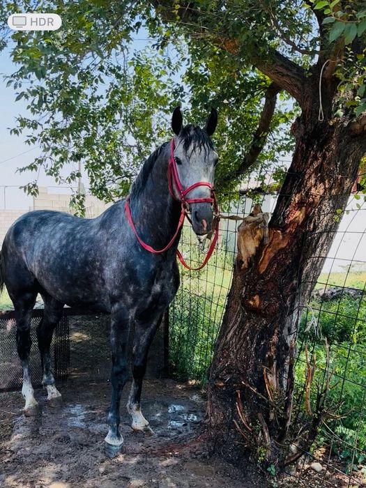 кокпардын айгыры