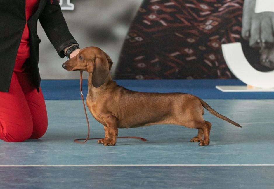 Щенки таксы стандартной гладкошерстной