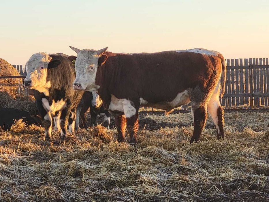 Быки Бұқалар Бычки КРС