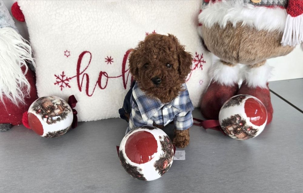 Пудел той Poodle toy / пудел тийкъп с родословие