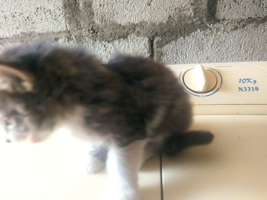 4 котята, пародия : длинношерстые (3 месяца)