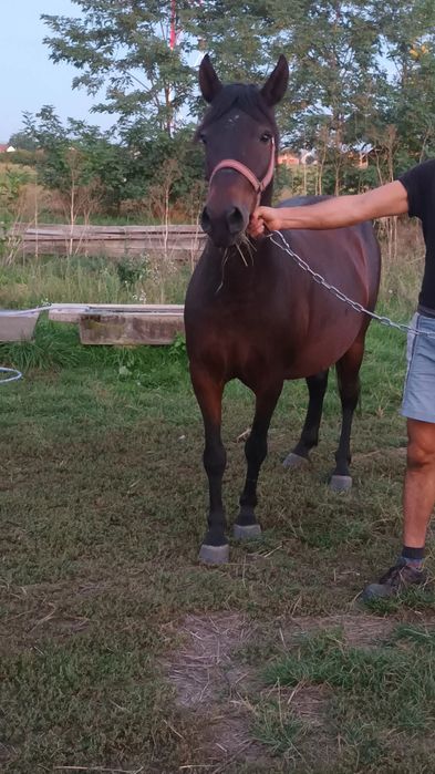 De vănzare două iepe