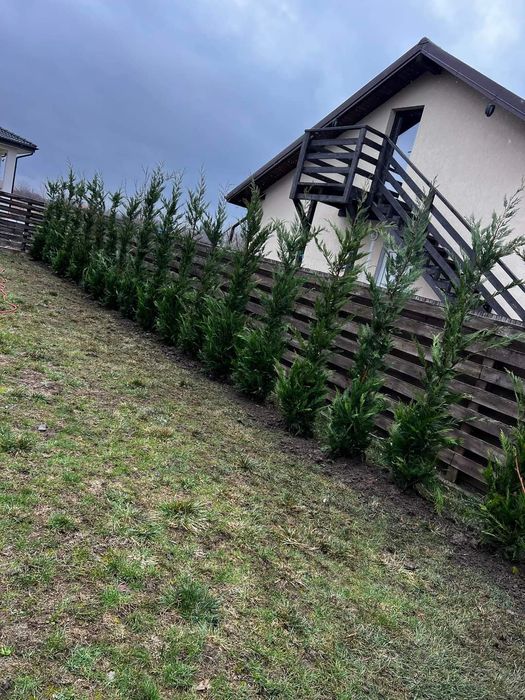 Cupressus leylandii 2.3m - 2.5m, leylandii gard viu verde veșnic