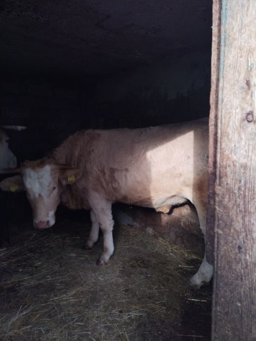 De Vânzare vițel de carne