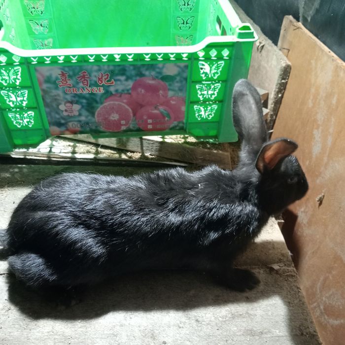 Продам кроликов крольчат крупных