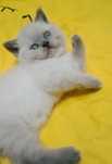 Кошечка и котик британские
