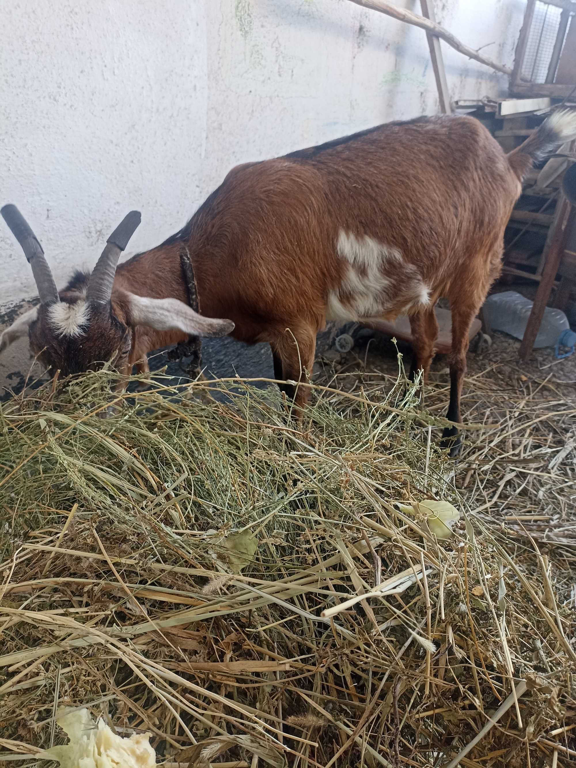 Продается козье молоко от нубийских коз.
