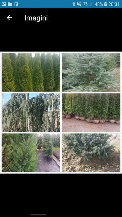 Tuia cu dimensiuni de la 1.20m pana la 3m