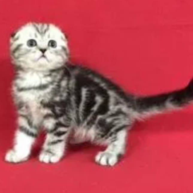 Котята чистокровные