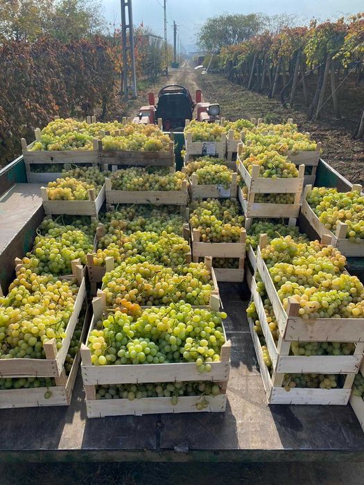 Struguri De Masa – Italia, Victoria, Tamina – Calitate Superioara