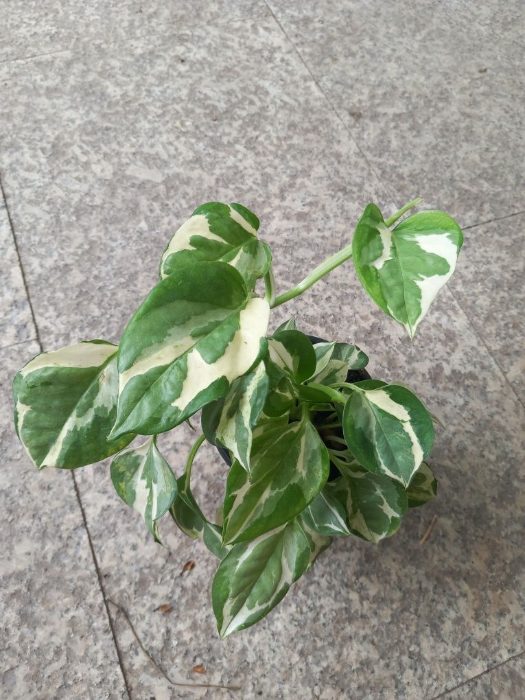 Pothos (Scindapsus) N'Joy - planta de apartament