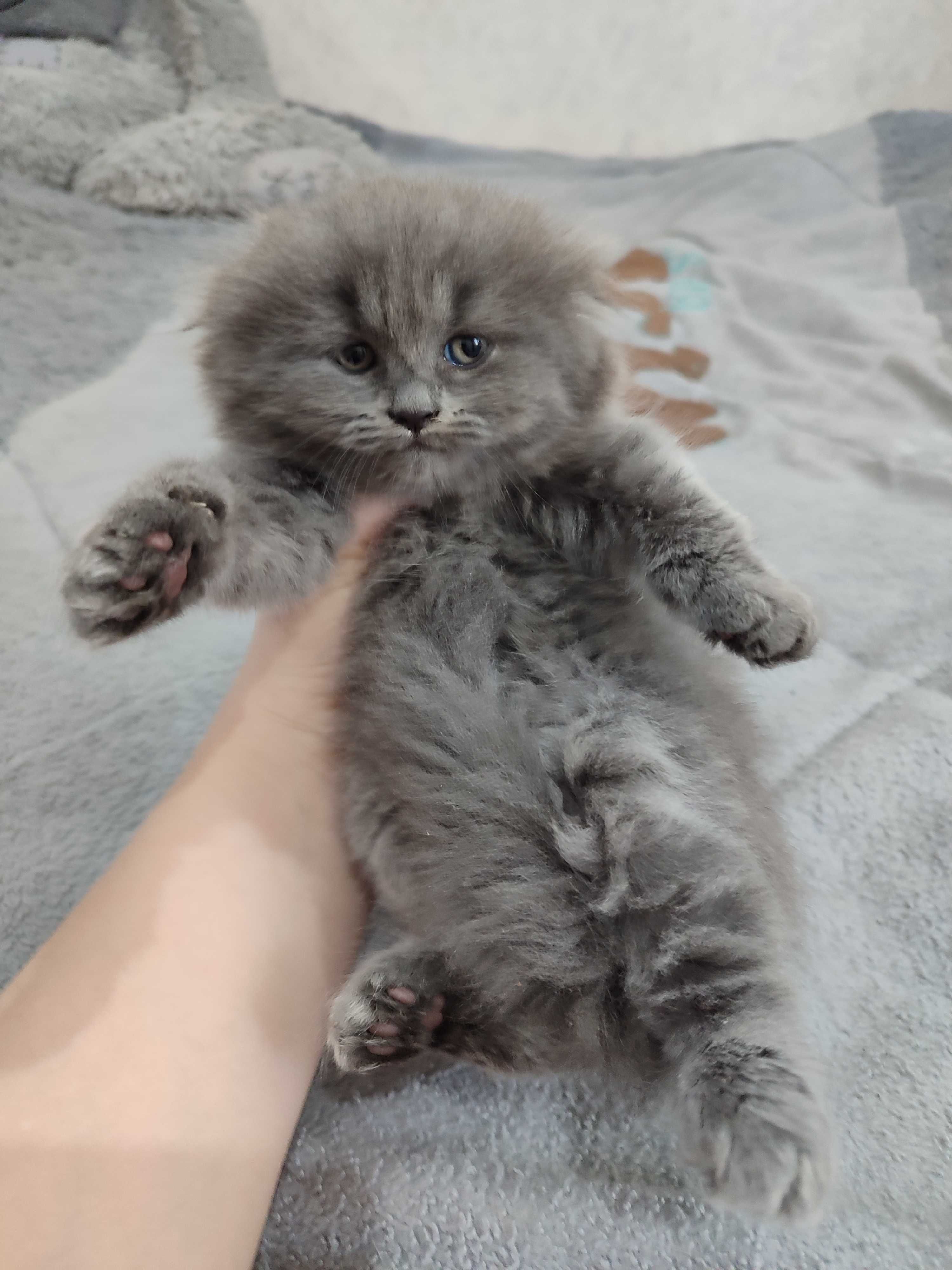 Продаётся котенок скоттиш фолд.