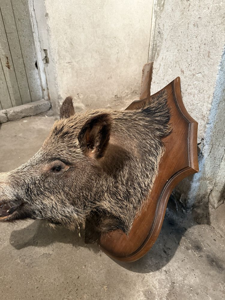 Продавам препариран глиган