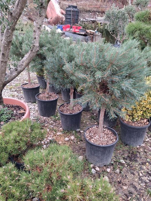 Vând brazi argiti verzi